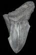 Partial, Fossil Megalodon Tooth #53022-1